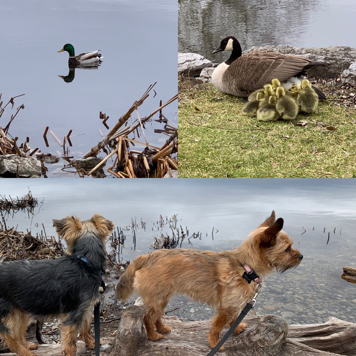 hannah73c's tweet photo. A peaceful morning walk along the waterfront on a much needed day off. Time for some reflection and revitalization with my pups💛
#quinte #peaceful #waterfront https://t.co/fcHXkPBmj2