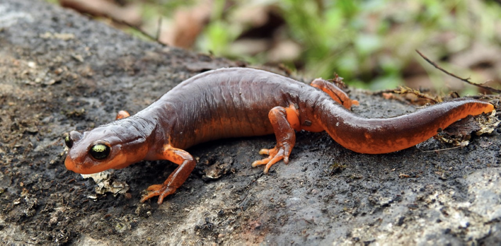 stanfordjrbp's tweet photo. Day 47 of #JRBPVirtualTour! Have you ever seen a yellow-eyed #ensatina (#Ensatina #eschscholtzii #xanthoptica)? Ensatina is a complex of #monospecific #plethodontid (#lungless) #salamanders found in coniferous forests, oak woodland &amp; chaparral. #amphibian. Pic Jeff Schwegman https://t.co/IwQ4caWgXq