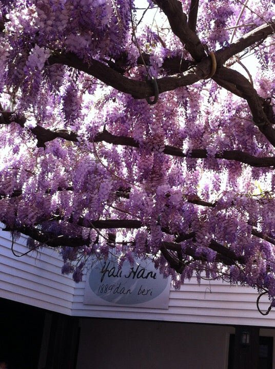 Ah Yalı Hanı ah Mor salkımlar altında, Beybaba'nın mentollü türk kahvesini içmek vardı şimdi.