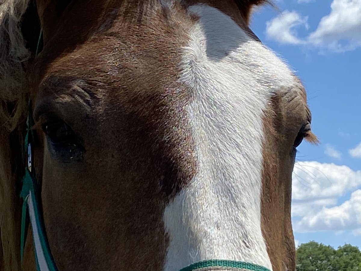 As #CharlestonSC #tourism deals w/#coronavirus impact- one specific part of that industry- #carriagerides companies like <a href="/OldSouthCHS/">OldSouth Carriage Co</a> deal w/keeping their #Horses safe + ready to return. <a href="/carolinebTV/">Caroline Balchunas</a> w/story tonight on <a href="/ABCNews4/">ABC News 4</a>  #chsnews #chs