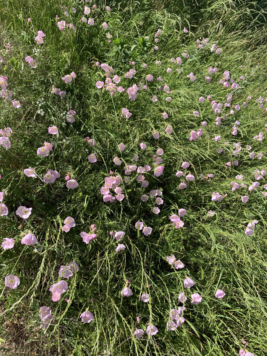 KellyVisnak's tweet photo. Fields of flowers flow in the breeze... Happy Friday lunchtime! #MayDay2020 #COVID__19 #UTALibrariesBingo @utalibraries https://t.co/nV7phWSbl6