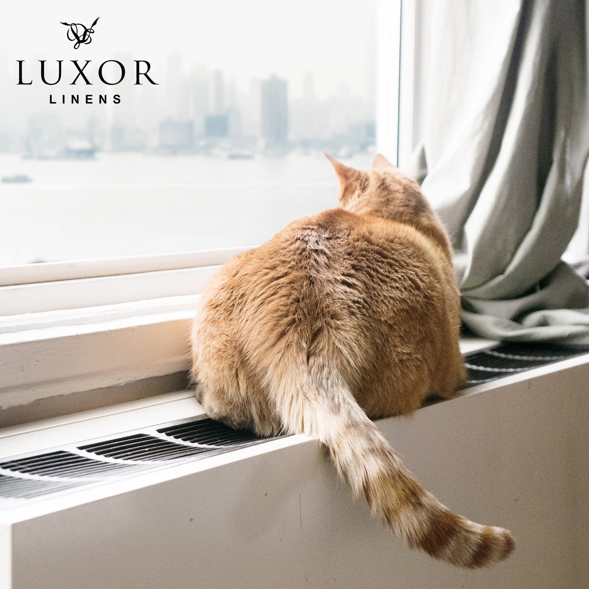 Luxor Linens tweet media