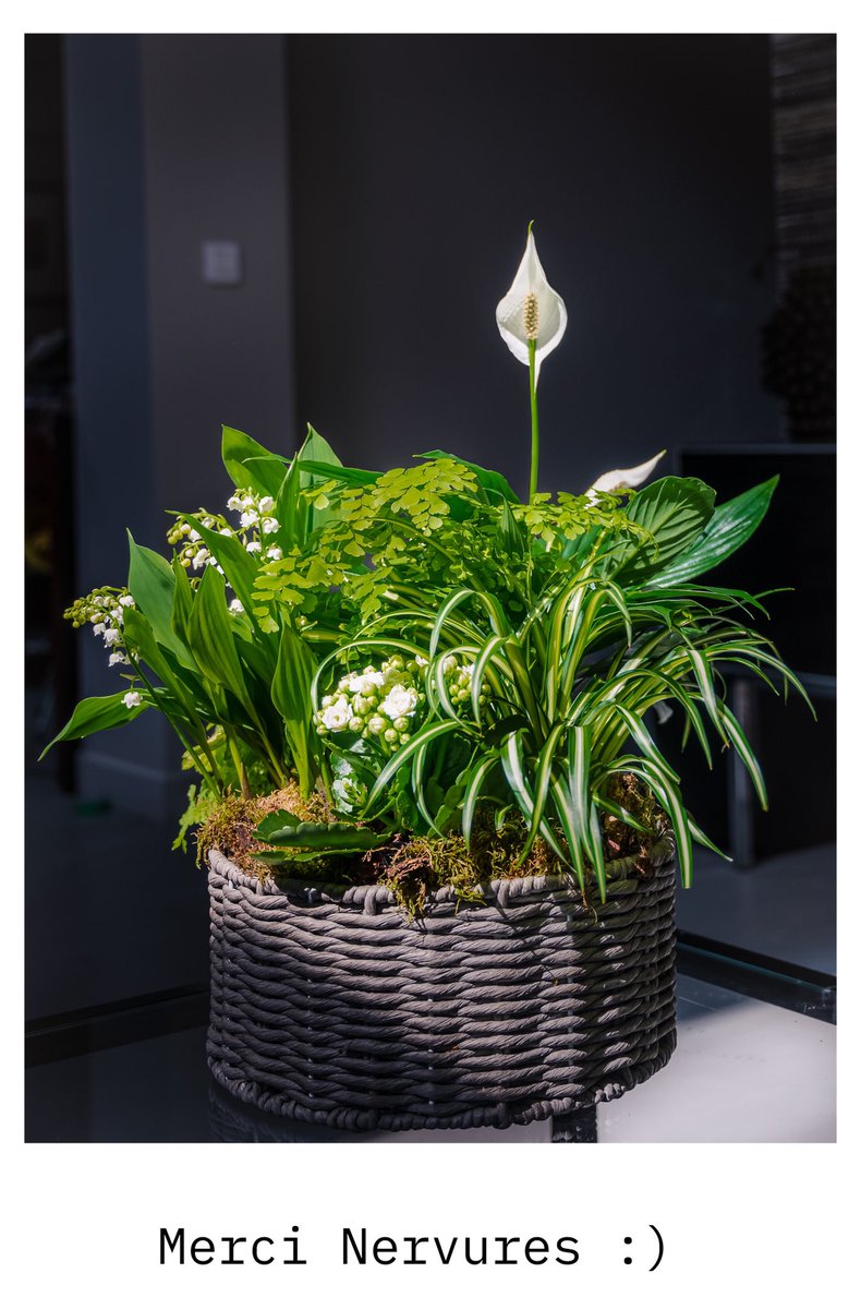 bjhirsch's tweet photo. Happy 1th of May everybody with the famous french Muguet from @nervuresfleuriste https://t.co/mDKkTJJF5S