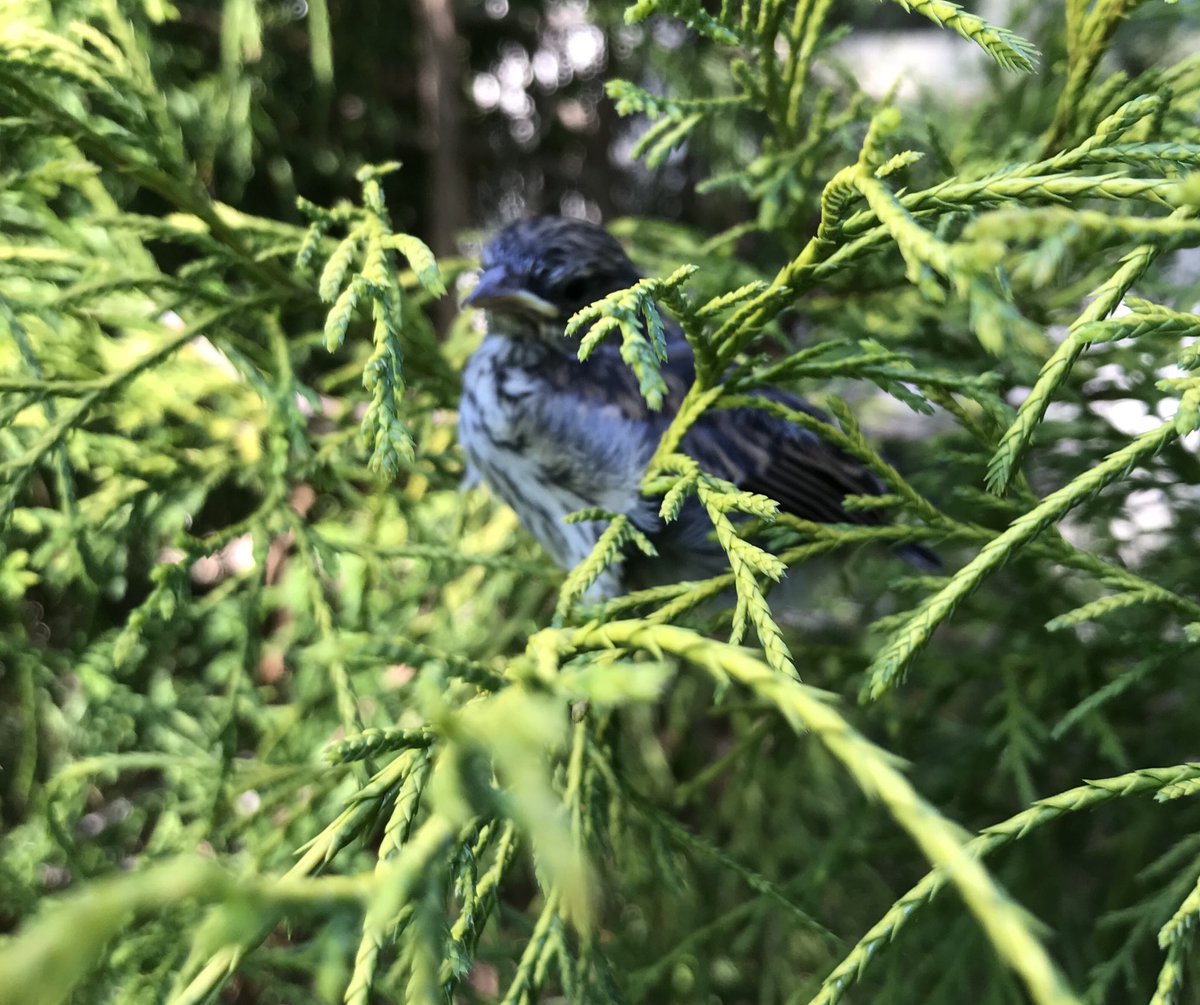 Looking at a baby bird is so much better than looking at a computer!