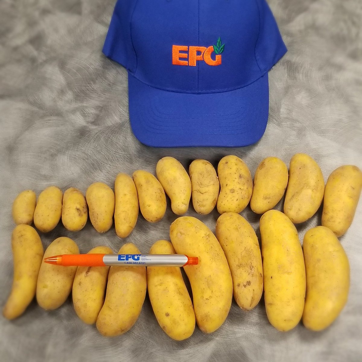 Bellanita 
A tastey fingerling that grows fast, sets lots of tubers, and is ready for harvest early! 
#potatoes #fingerlingpotatoes #yeg #spuds