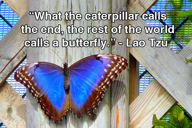 uosdevelopstaff's tweet photo. Todays #quoteoftheday is from Lao Tzu

🌈🐝#Newopportunities https://t.co/gHTnpZIJqN