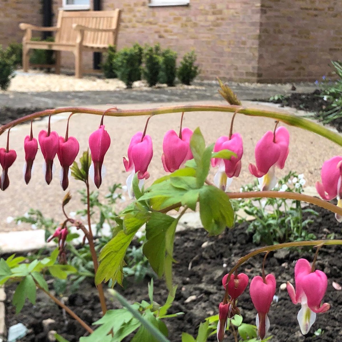 Massive thank you to <a href="/F4GranthamHosp/">Fighting 4 Grantham Hospital community campaign💙</a> for their very kind donation to our next garden. Your donation has given us such a lift with all our events being cancelled. #hospitalgardens #nhscharitiestogether
