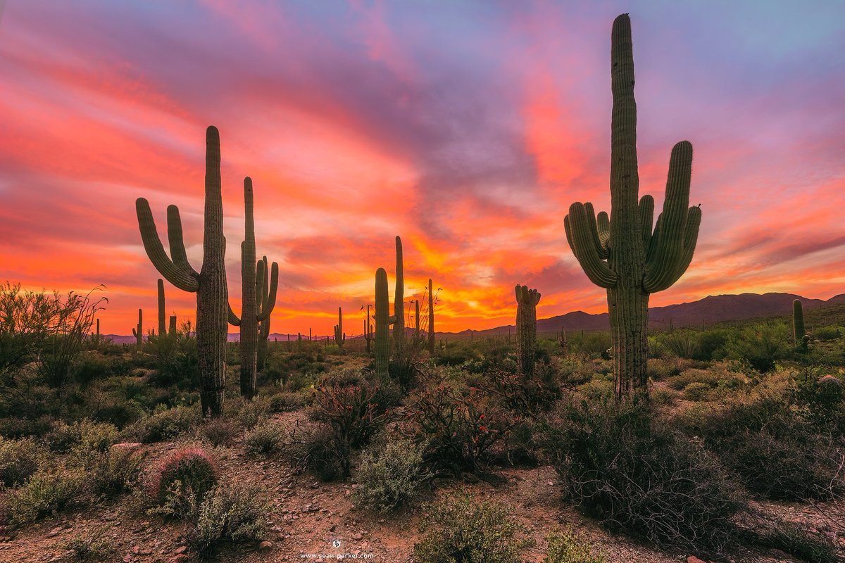 seanparkerphoto's tweet photo. Collection of photos from yesterday's amazing sunset in #tucson #azwx @whatsuptucson @VisitTucsonAZ @ArizonaTourism @azhighways #photography #landscapephotography https://t.co/G3V2WFP6Cn