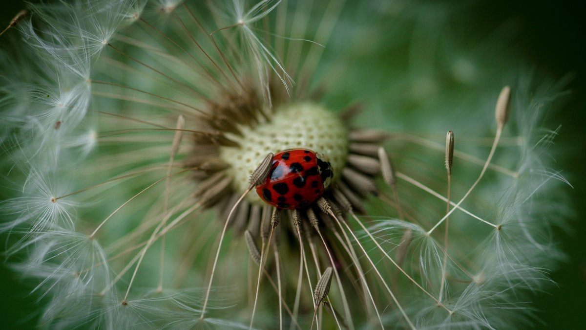 Looking for some fun with seeds this weekend? Join Ms. Ashley to learn all about Seeds on the Move! 

oxbow.columbusstate.edu/oxbow-at-home-…