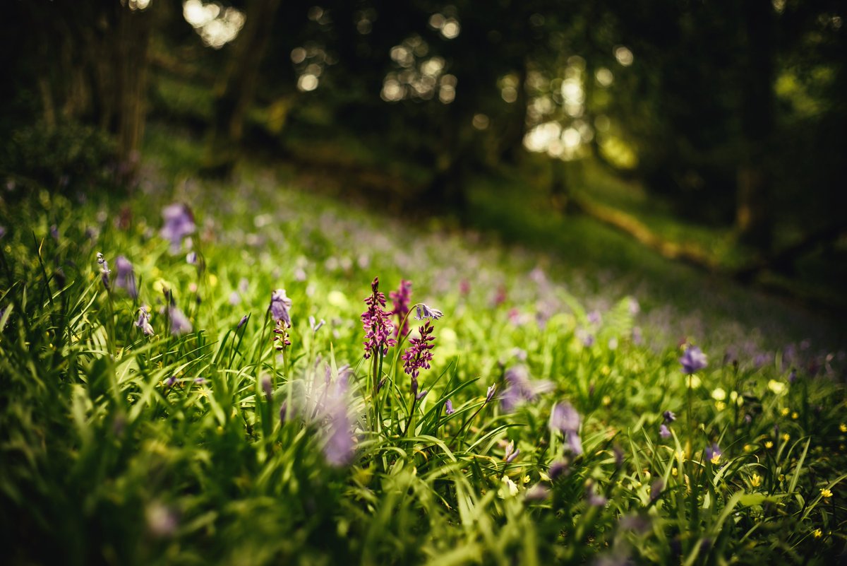 #wildflowers in the hidden vale - found this very secluded and therefore unspoiled spot the other day #orchids #bluebells #woodlandflowers #britishwildflowers #spring #devonphotographer #glavindstrachan #woodedglade