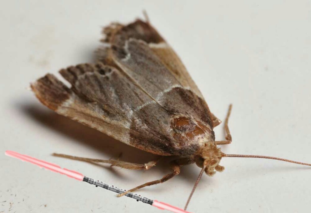 травяная моль. средство от моли джонсон джонсон. моль платяная шелкопряд. средство против моли в квартире. моли лучшее.