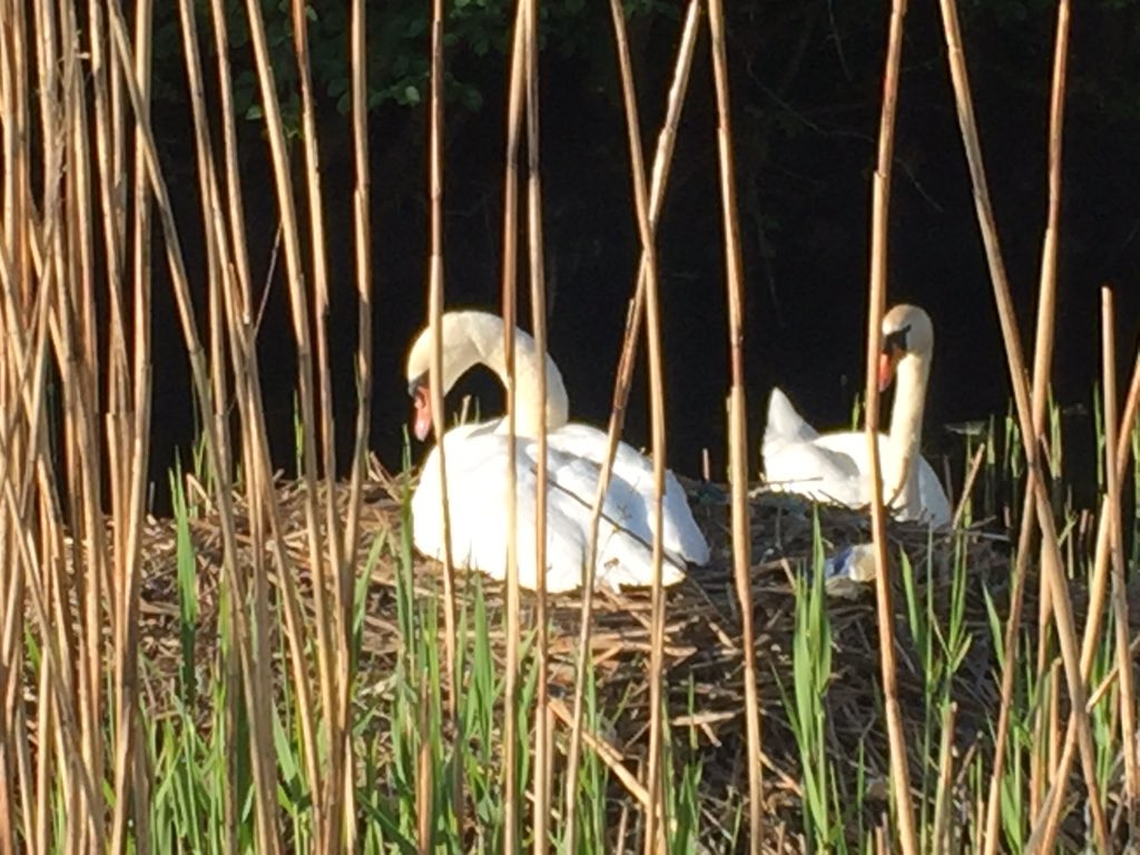 ImMarkDaniels's tweet image. Today’s visit to the Swans on my local pool.  @SwanwatchUk I can confirm no movement in the nest however other smaller birds did have chicks swimming around... #swans #rspb  #localpool #birds