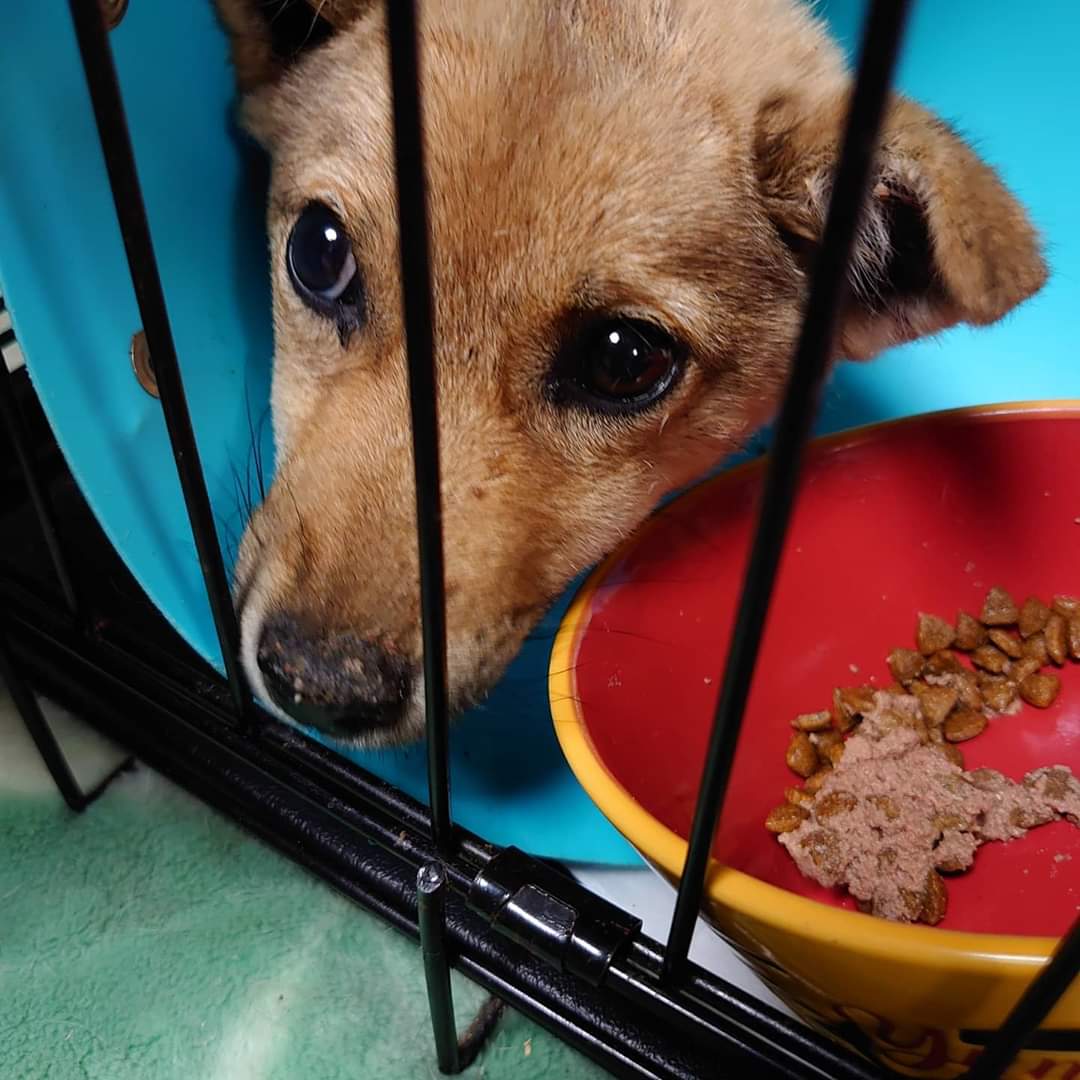 taro20190122's tweet photo. #山口県長門健康福祉センター から🚨緊急レスキュー🚨重傷の子犬は名前が「凛ちゃん♀️」
となったそうですよ🐕️術後は元気の様です💪頑張れ「凛ちゃん‼️」

#ちびたまのしっぽ愛の会 さん
ブログに詳しい様子が更新されてます。https://t.co/6pdLfHtj1I https://t.co/Ccx40mK8AP