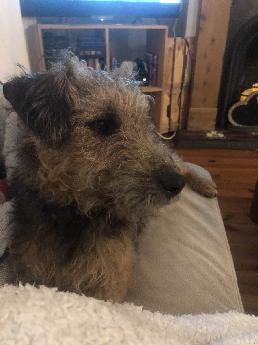 SallyGeake's tweet photo. Afraid to say Lennie has been a bit poorly. After a very worrying hour, quick foot to the vets (thankyou @CityVetsExeter) an injection and a whole load of worry- Lennie has been resting. Looking a lil like our terror now, so keep π€. #LenDog #LenInLockDown https://t.co/eXpQuIuENg