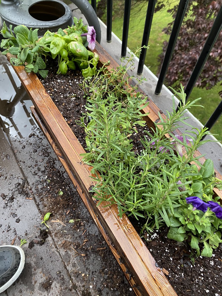 i wanted to grow things to occupy my time and because i’m cooking a lot but my backyard is steep so i reached out to my sister  @schanmalik to ask if it were possible to have a garden and flowers in this kind of space. she suggested a container garden.