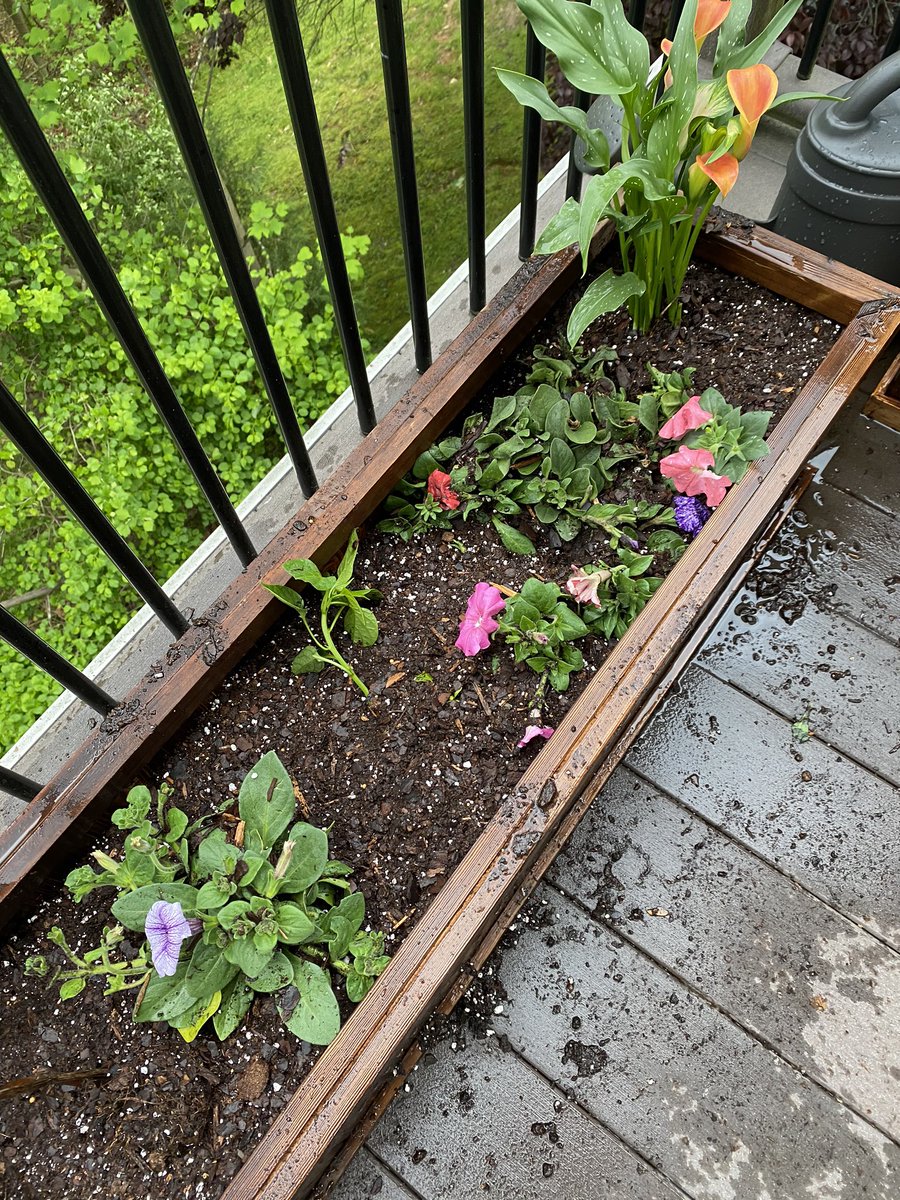 i wanted to grow things to occupy my time and because i’m cooking a lot but my backyard is steep so i reached out to my sister  @schanmalik to ask if it were possible to have a garden and flowers in this kind of space. she suggested a container garden.