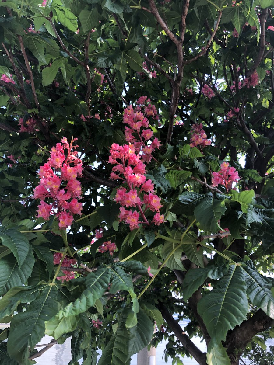 風に徘徊 多忙 気まぐれ浮上 マロニエで合っていると思います 西洋トチノキもフランス語で呼ぶと とたんにお洒落な感じがしますね 去年植物園で撮ったお花ですが 同じですよね プレートには 紅花栃の木ﾍﾞﾆﾊﾞﾅﾄﾁﾉｷ とありました マロニエ
