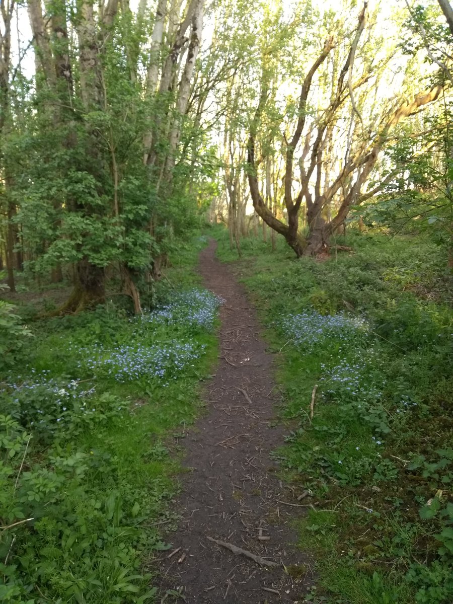 Langaroo3849's tweet photo. What a beautiful time of year. #SpringTime #woods #lockdownexercise https://t.co/C748INVPrE