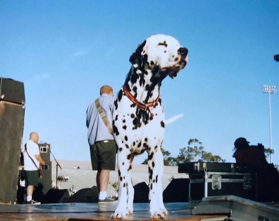 sublime's tweet photo. don't fuck around with my dog https://t.co/l2dSkujmsU