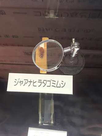 @sahotex @tsa0t_REG1T このジャアナヒラタゴミムシもまじで好き 