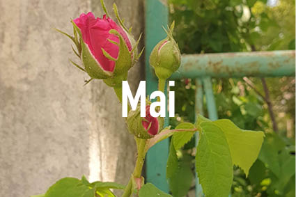[ 🌱Mai 🌱 ]

Ce mois-ci nous verra (normalement) tous éclore de notre confinement comme autant de boutons de roses...

#mai2020 #printemps #boutonderose #restezchezvous #naturelover #printempsconfine #prenezsoindevous #HotelMagnol #Montpellier