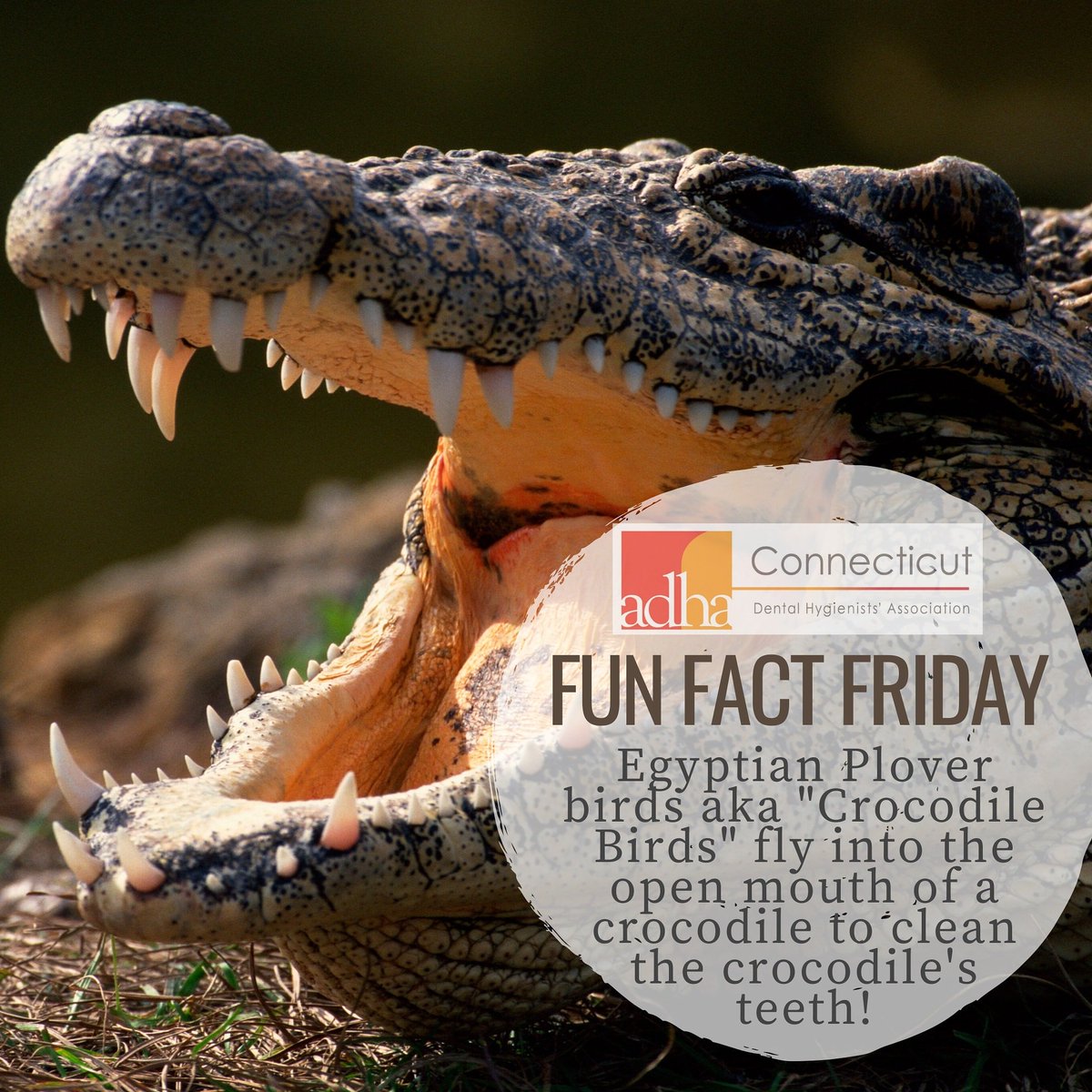 ADHAConnecticut's tweet photo. Egyptian Plover Birds should be given the title dental hygienist! 😂 And we were afraid to get our fingers chomped on! 🖐🐦 #friday #funfact #ADHAstrong #adhaconnecticut #ADHA #ThinkADHA #RDH #dentalfun #dentalhygienelife #dentalhygienist #dentist #teeth #tooth #dentalassistant https://t.co/Z5kAPemk1F