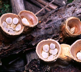 It may seem odd for a mushroom to grow looking like a bird's nest, but the cup-shaped structure is part of the way the fungus reproduces. In the “nest” are tiny flattened spheres which look like eggs. These are small spore-containing capsules called peridioles.