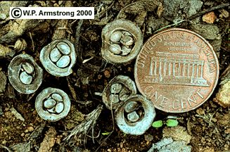 Harold J. Brodie, a Canadian mycologist who studied bird’s nest fungi extensively, concluded in his 1975 book, The Bird’s Nest Fungi, that the mushrooms were “not sufficiently large, fleshy, or odorous to be of interest to humans as food,” however they are not poisonous.