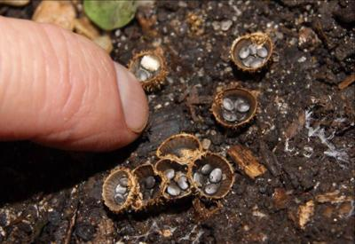 They also only eat already-dead plants so they're no threat to gardeners, just an interesting mushroom you might find on dead trees or mulch in your garden if the climate is right! 