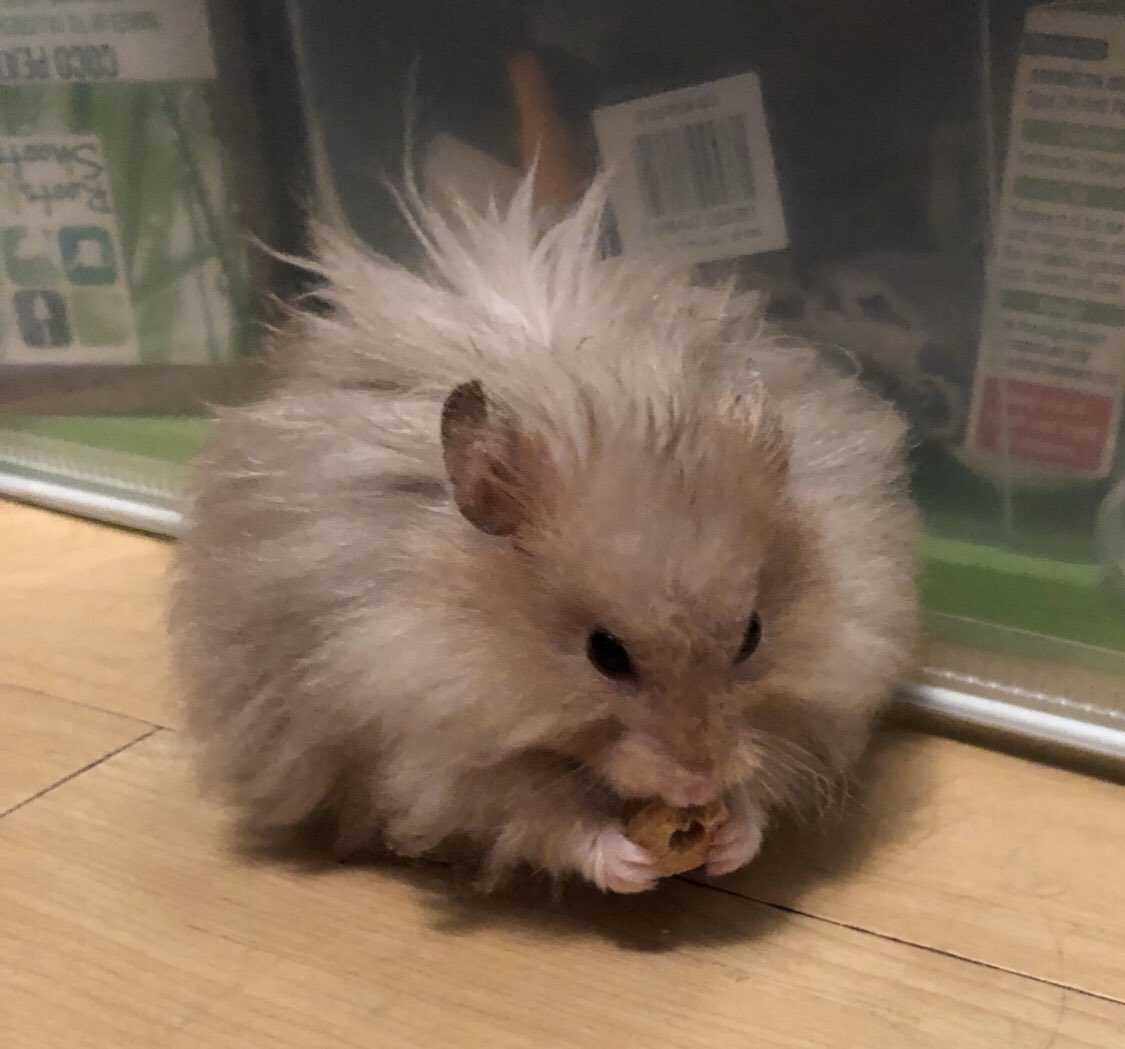 Sweet forever dreams to my sweetest, friendliest, fluffiest boy Thor, beyond heartbroken 💔🌈😢