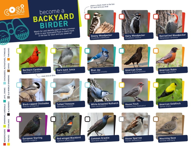 COSI on Twitter a backyard birder! Here is a checklist of