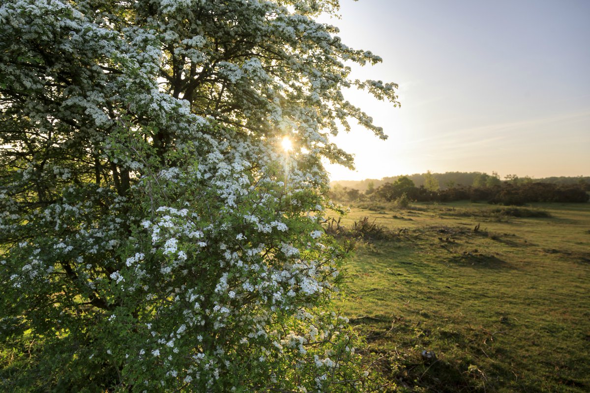 nationaltrust's tweet photo. Happy #MayDay everyone. 

Join us as we journey through the May traditions that have brought people together throughout history: https://t.co/i6kLwlSSGt https://t.co/aEywTfGnuj
