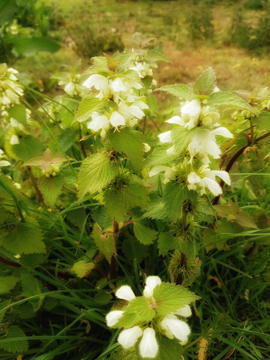 jomoss3024's tweet photo. #natureathome #wildflowers #mindfulness #dailywalk there is beauty all around us, even #nettles https://t.co/qqt4laf7vZ