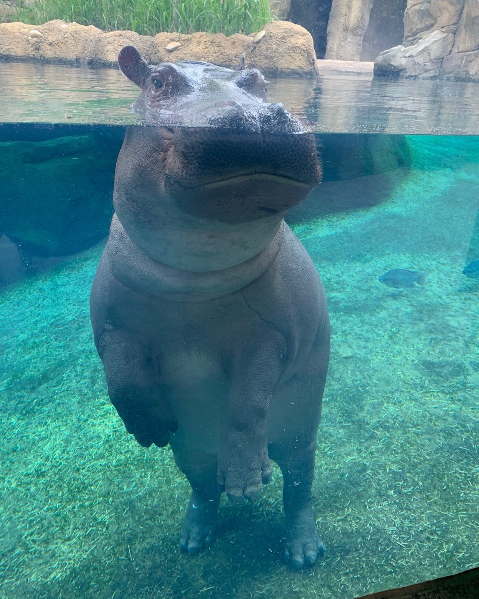 CincinnatiZoo's tweet photo. Fiona is still posing for pictures for her care team! She is doing well and taking lots of naps, eating a lot and and playing with her mom Bibi! 🤩🤳 #FionaFix #FionaFriday #TeamFiona https://t.co/65HC72ecIY