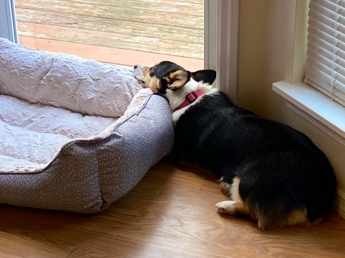 Weird things that pets do part 1:
Who else has a pet that will sleep anywhere but in their nice and expensive bed? 🙋‍♀️
#pets #weird #furbaby #Friday