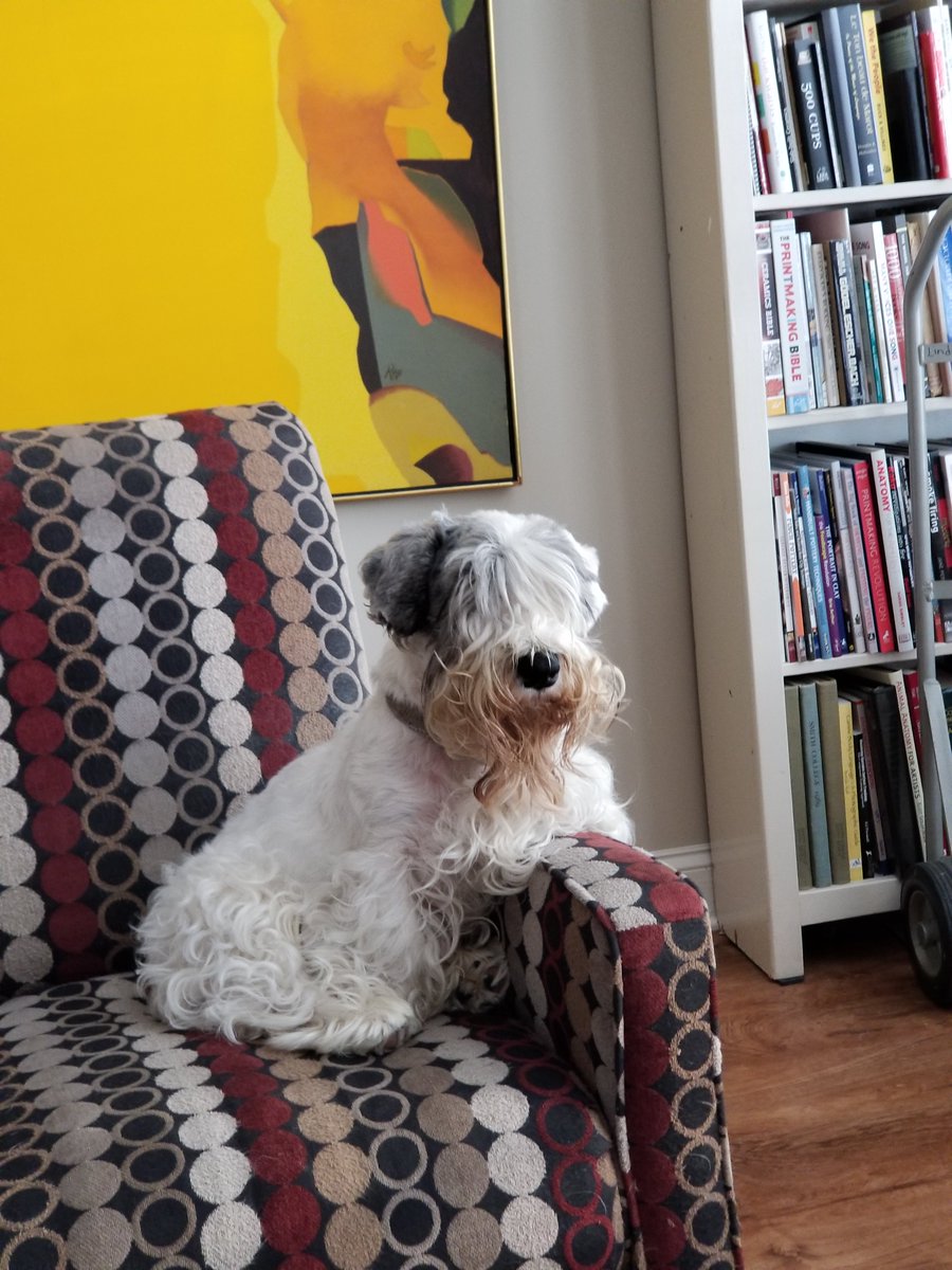LindaHobbet's tweet photo. It's National Purebred Dog Day. Gimli says it's Sealyham Terrier Day every day. #NPDD #NationalPurebredDogDay #Sealyham #SealyhamTerrier #MasterOFHisDomain https://t.co/1ArBfFh5TZ