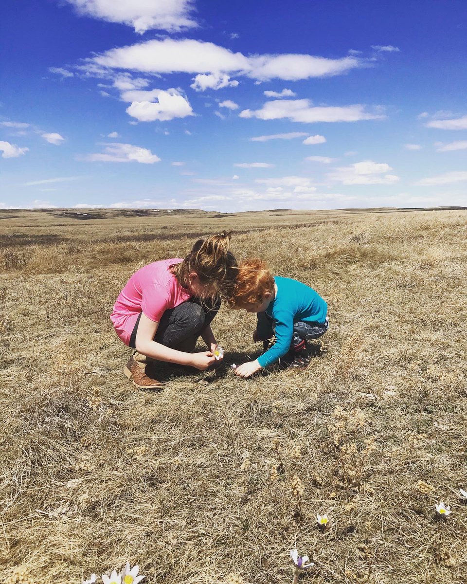 tara_m_davidson's tweet photo. I use livestock price insurance as a risk management tool to help my family secure a living while raising #cdnbeef. It’s unfair that my cattle counterparts (and customers!) in other regions don’t have this option which they deserve. #fixpriceinsurance https://t.co/XsChw4mPYL