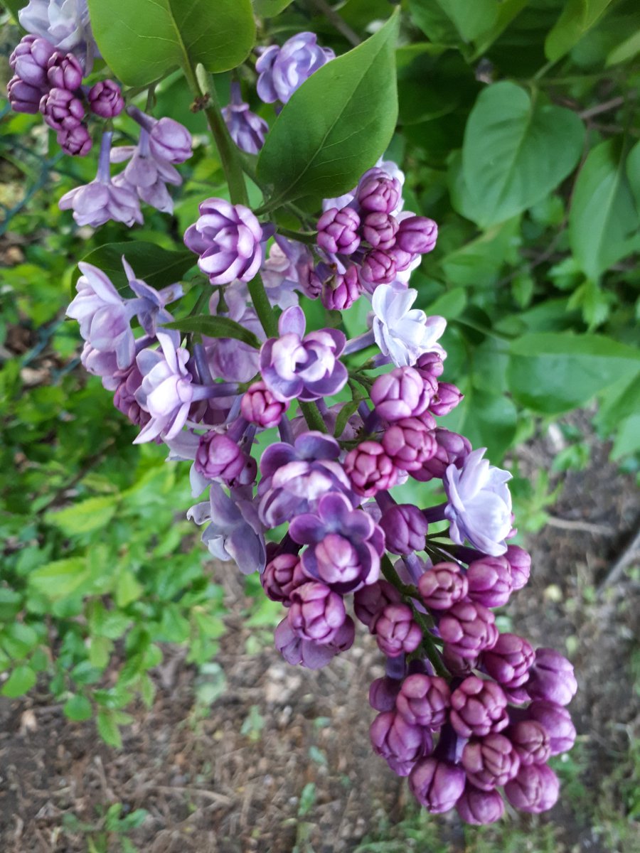 Revnataliea's tweet photo. Today's #DailyExerciseGift
Lilac? Smells divine!! π https://t.co/0BRTAtb48q