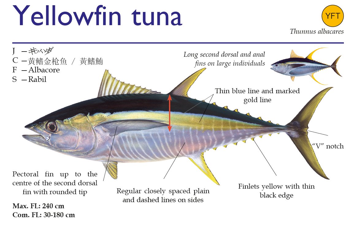 Know The Differences Between Different Types Of Tuna Tuna Fresh Tuna