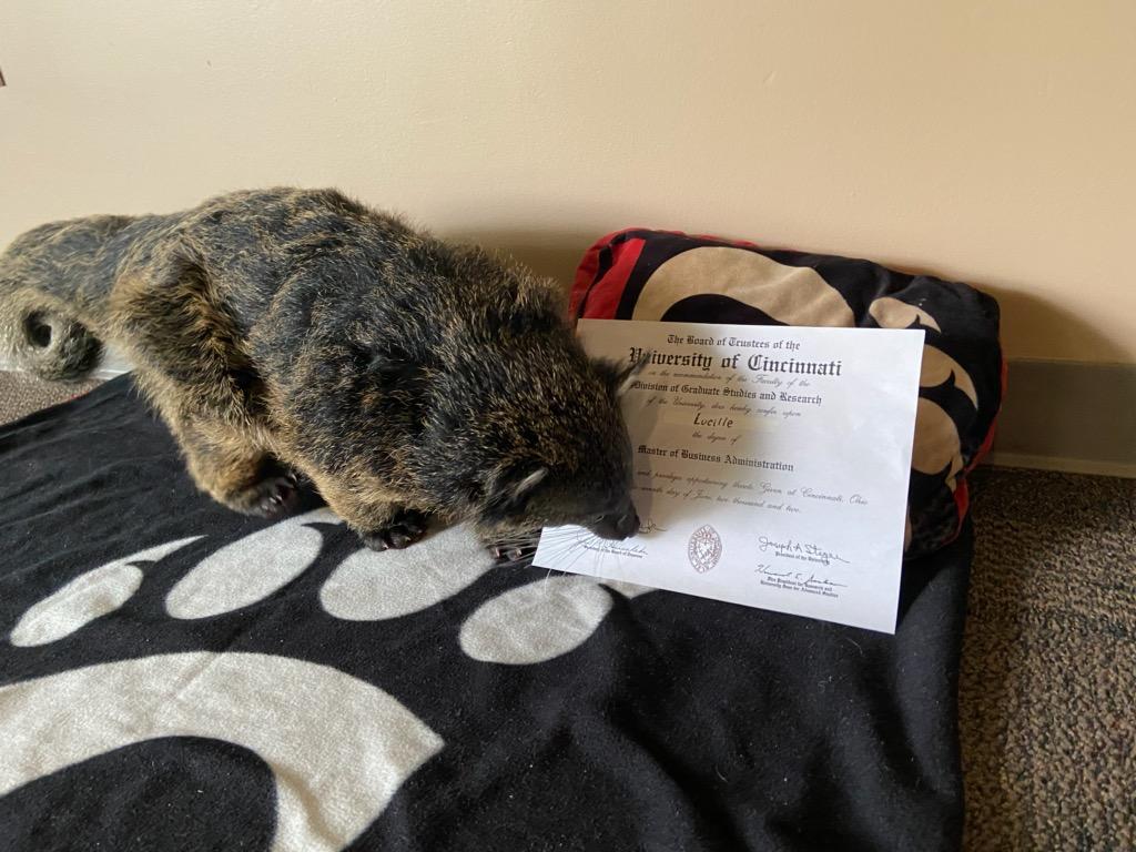 Lucille is over at <a href="/CincinnatiZoo/">Cincinnati Zoo</a> celebrating graduation weekend like the rest of us. Congratulations to all of our newest <a href="/uofcincy/">University of Cincinnati</a> alumni! #UCGrad20