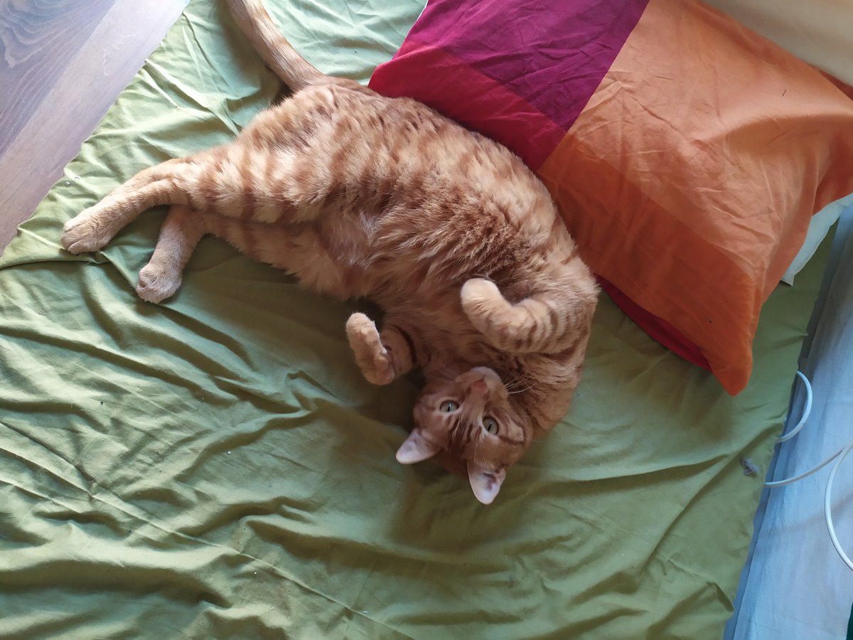 MiauInvisibles's tweet photo. Pero...¿Qué tenemos aquí? Se llama Salvador y es nuestra nueva incorporación maullidera ¿Se puede ser más peluchoso? Enamoraítas nos tiene 😻

¡Escribe a adopcionmaullidos@gmail.com para adoptarlo! https://t.co/AiMNqK25Cc