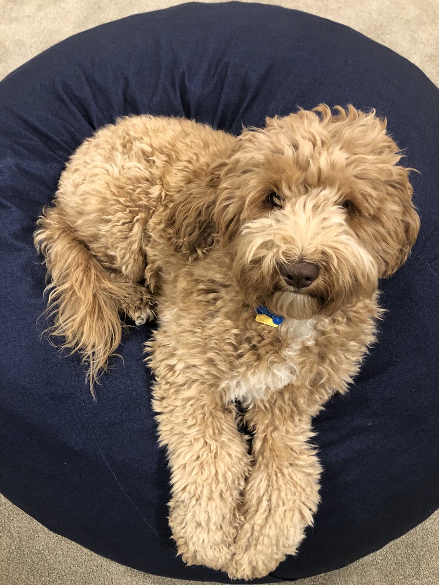 GBM_Law's tweet photo. Frankie sends a big friendly "hello" to everyone from home! He misses his coworkers and Fridays at the office. Hope everyone is doing well and staying healthy. #protectingohio #aussiedoodle #aussiedoodlesofinstagram #ohiodogs ⚖️ 🐶 https://t.co/Xj6mIbYdqj