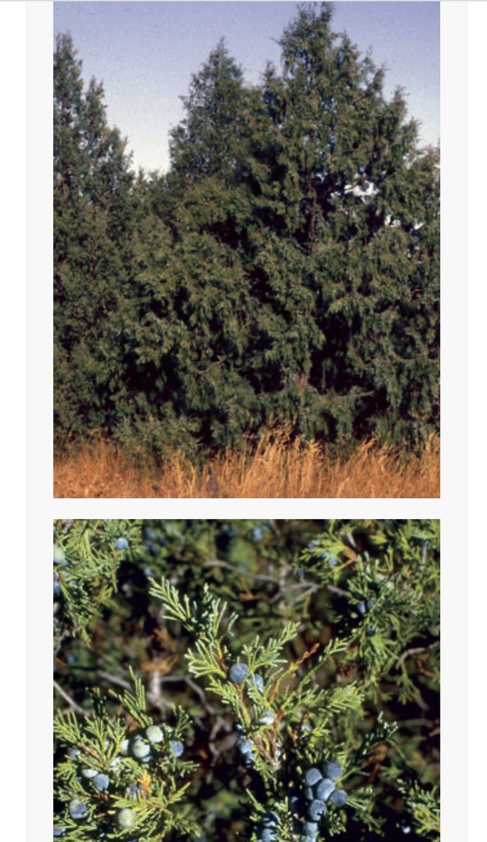 BVAAClinics's tweet photo. Pollen Count 5/1/20
Tree pollen count is high with dominant species including Cedar, Poplar, Cottonwood, Aspen, and Oak.
Weed pollen counts are low.
Grass is absent. 

Pictured is the Rocky Mountain Juniper (Cedar) https://t.co/Oy6xMHrt4P