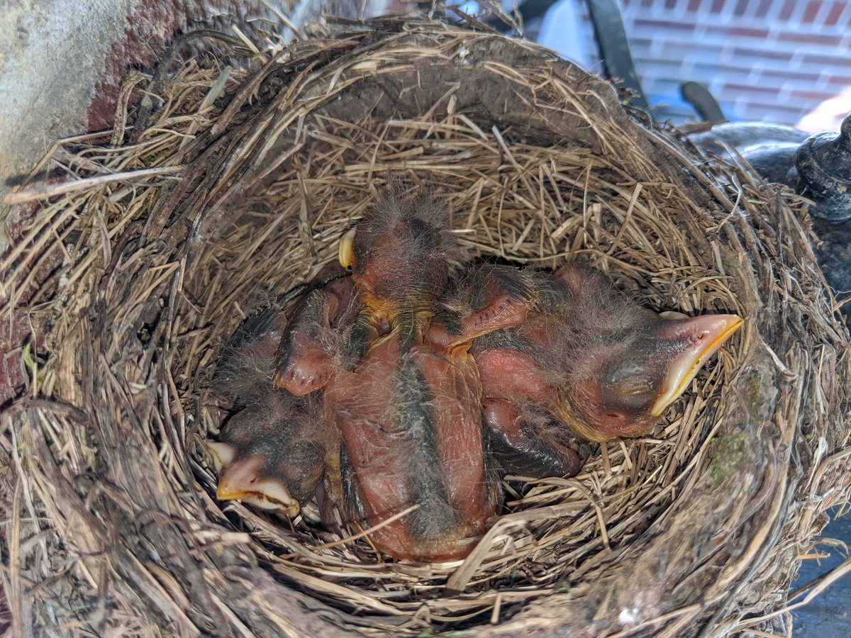 Baby bird update: still not cute. Might have gone backwards since yesterday? Haha, they're going to get there, I just know it!