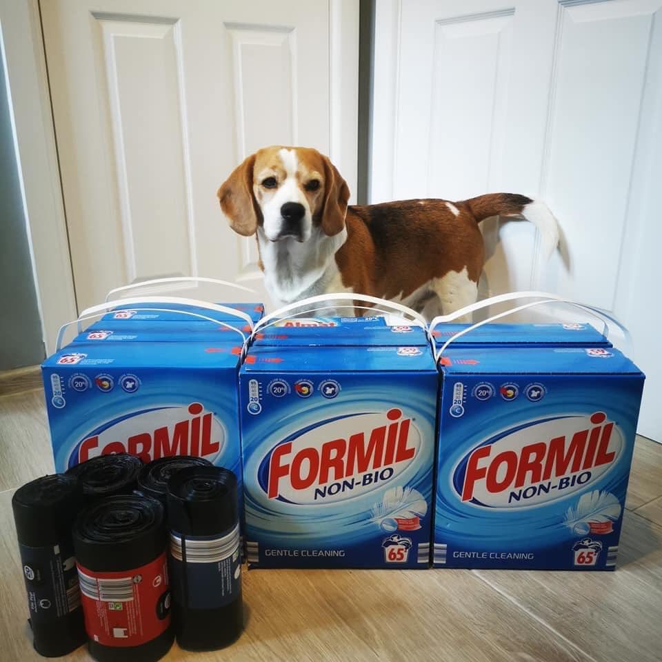BeagleWelfare's tweet photo. A masssive THANK YOU  to SPIKEY and his humans Gosia Rossa &amp;  Ian Green who made a very special delivery today of washing powder and treats to the Rehoming Centre. We hope Spikey got an extra treat for all his hard work. https://t.co/HASBhi8b0N