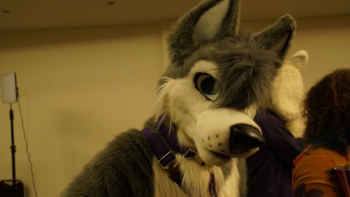 Bobbyteam_Chile's tweet photo. Que mirada más intensa 👀
¡Feliz Fursuit Friday a todos!
👉🏻 Puedes volver a recordar la revolución en https://t.co/8SnRTKTxib
#Furry #Furries #furryfandom #fursuitfriday #fursuit #furry4life #Fursona #furrycommunity #Friday #anthropomorphic #FurryChile #Chile #RFFC2020 https://t.co/emmPJerck7