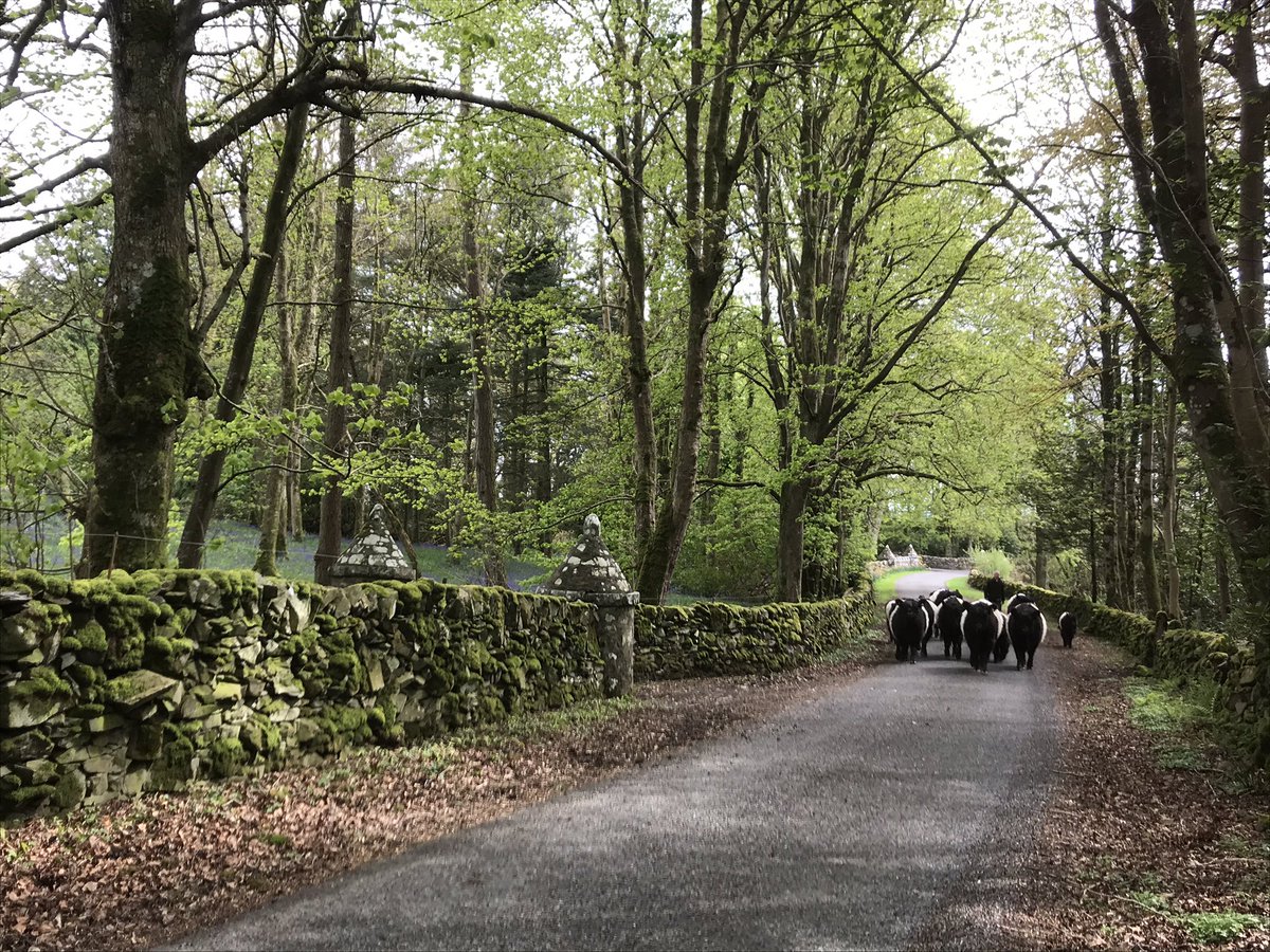 Helen (@helenrymanarts) on Twitter photo 