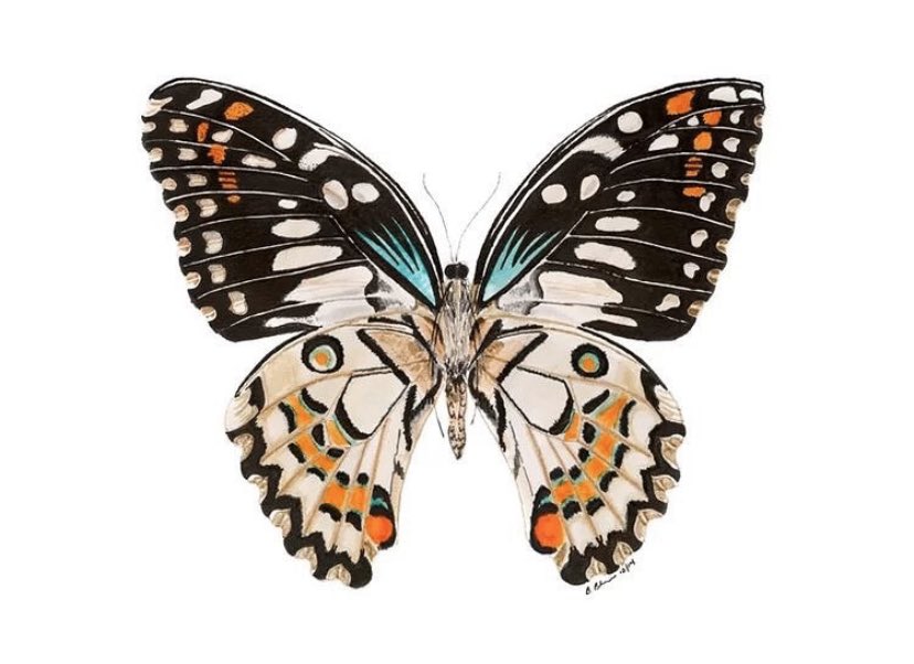 AwakeningsFirst's tweet photo. 🦋 COLORING CONTEST 🦋 looking for something to give your mom for Mother’s Day?! We’ve got something for you!! Draw+color your best butterfly &amp; come bring it into First Awakenings to enter your name in a drawing to win a $25 gift certificate &amp; a bouquet of flowers 💐 for you mom https://t.co/y2Bi7gppg3