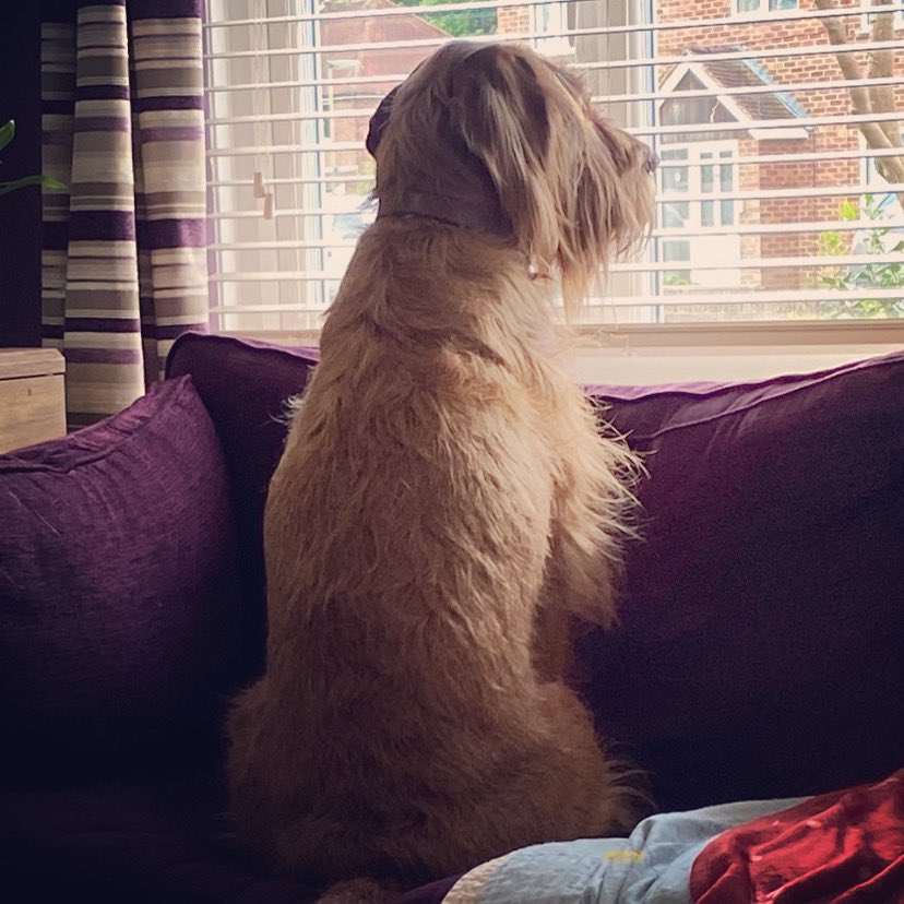 bagleboo's tweet photo. Waiting &amp; hoping for lockdown to end...!!!🐾🤞🏻 https://t.co/TjyCbwePoz