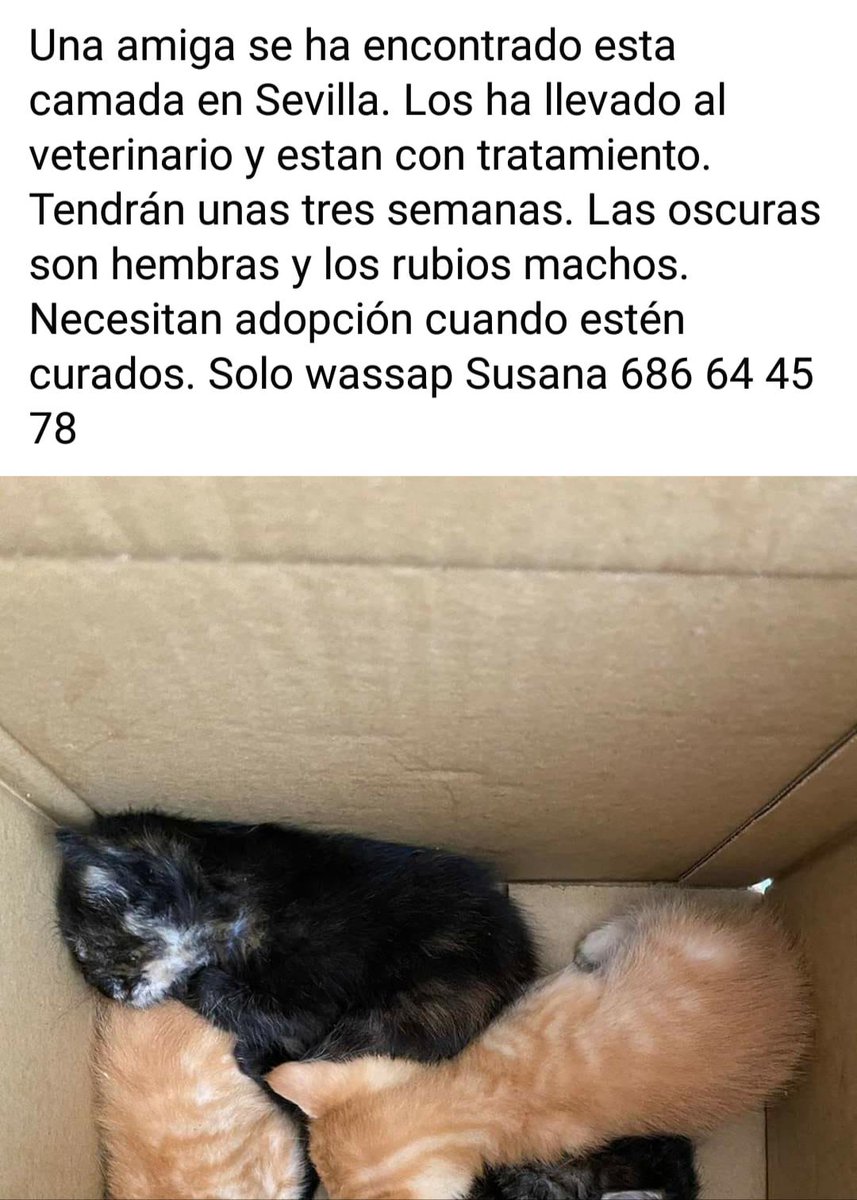 Procuas Sevilla tweet media